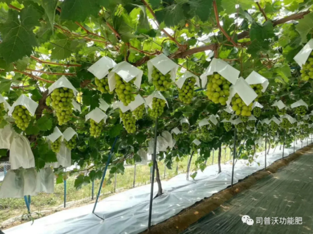 解密磷酸二氫鉀作用技巧，有些技巧你還真的不知道