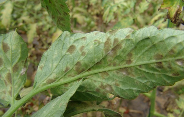 番茄煤霉病嚴(yán)重化怎么辦？司普沃來(lái)幫忙