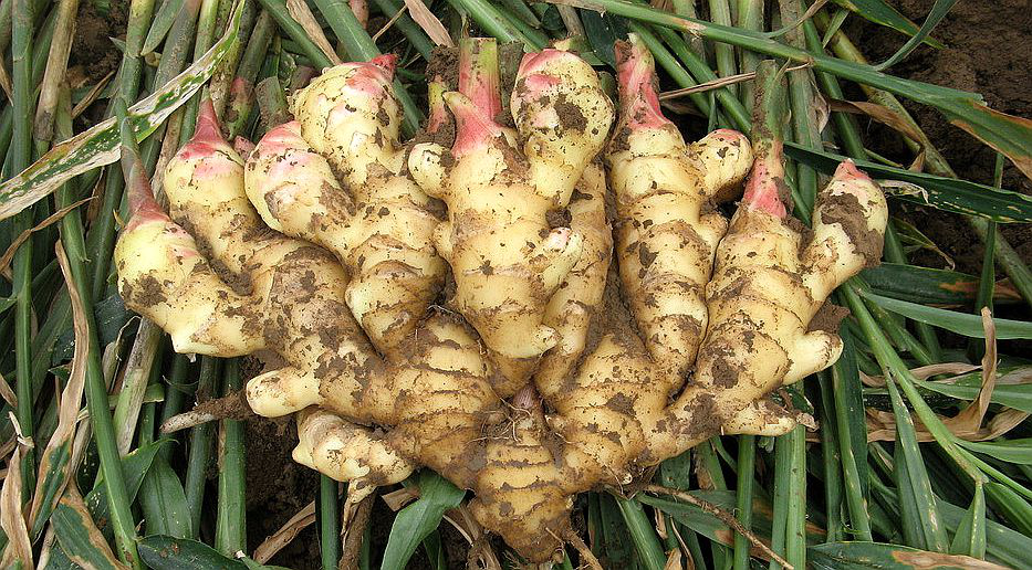 大姜想獲得高產(chǎn)，但死棵嚴重怎么辦？司普沃來幫您
