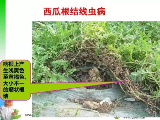 西瓜根線蟲(chóng)病防治技術(shù)與管理
