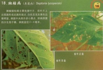 辣椒斑枯病的危害癥狀、傳播途徑、發(fā)病原因及防治措施