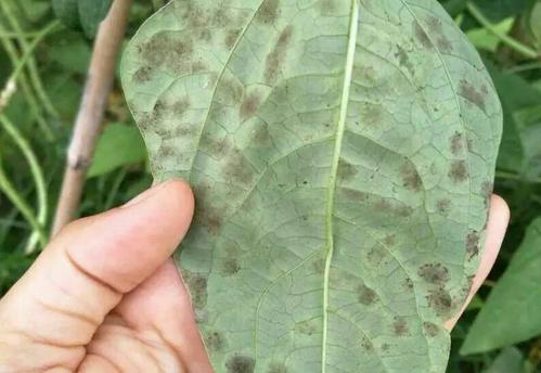 司普沃淺談豆角葉霉病的為害癥狀、發(fā)生原因及防治措施