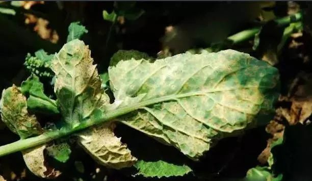 油菜白粉病嚴(yán)重化？如何防治？別急，司普沃給出了見解