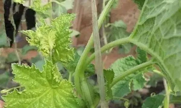 蔬菜缺硼如何進行補救？司普沃告訴您