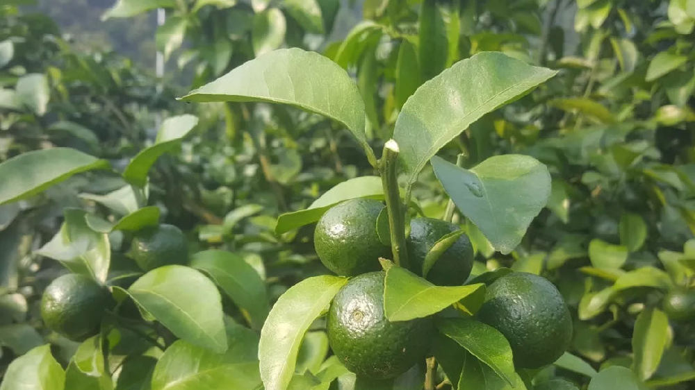 砂糖橘秋梢竟不老熟！這危害夠受嗎？司普沃來幫您