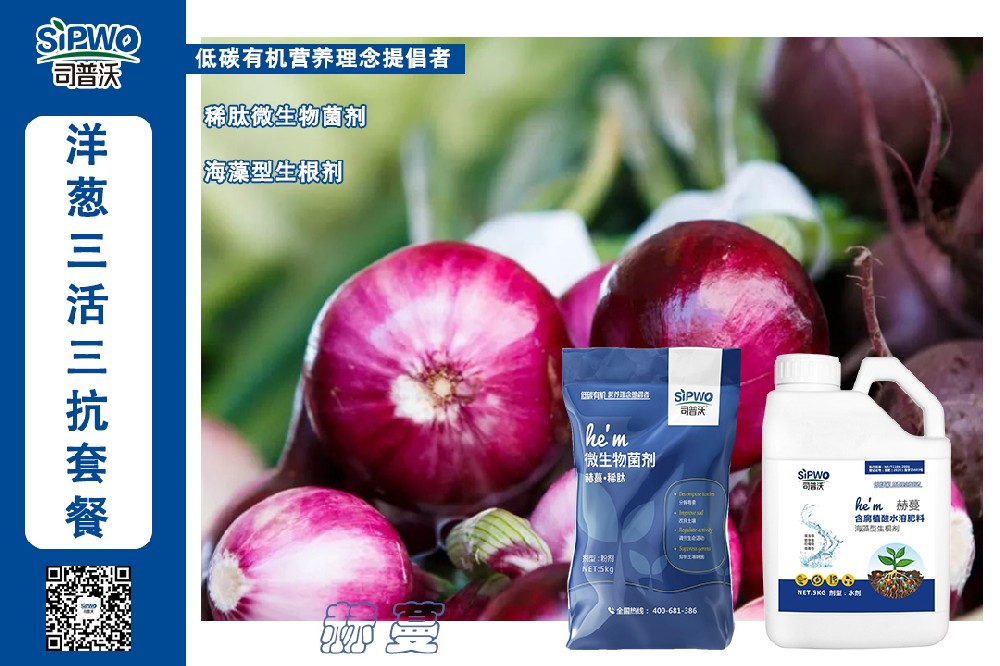 掌握這幾點(diǎn)洋蔥高產(chǎn)栽培技術(shù)，產(chǎn)量翻一番