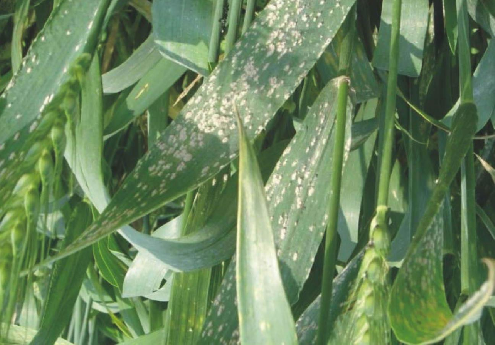 小麥葉面出現(xiàn)白色霉點(diǎn)，原因和預(yù)防方法來(lái)了